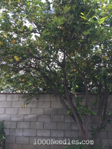 Lemon Tree 2/21/15